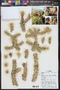 Cylindropuntia acanthocarpa image