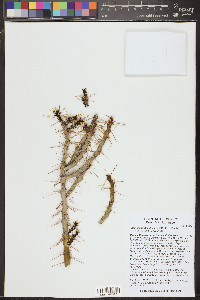 Cylindropuntia kleiniae image