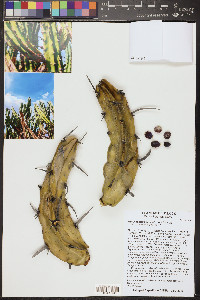 Myrtillocactus geometrizans image