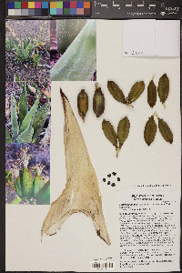 Agave salmiana image