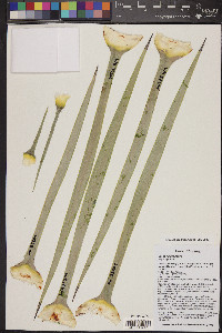 Yucca rigida image