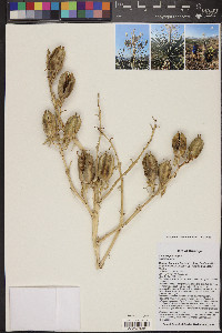 Yucca rigida image