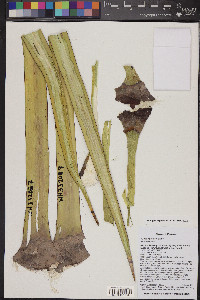 Yucca torreyi image