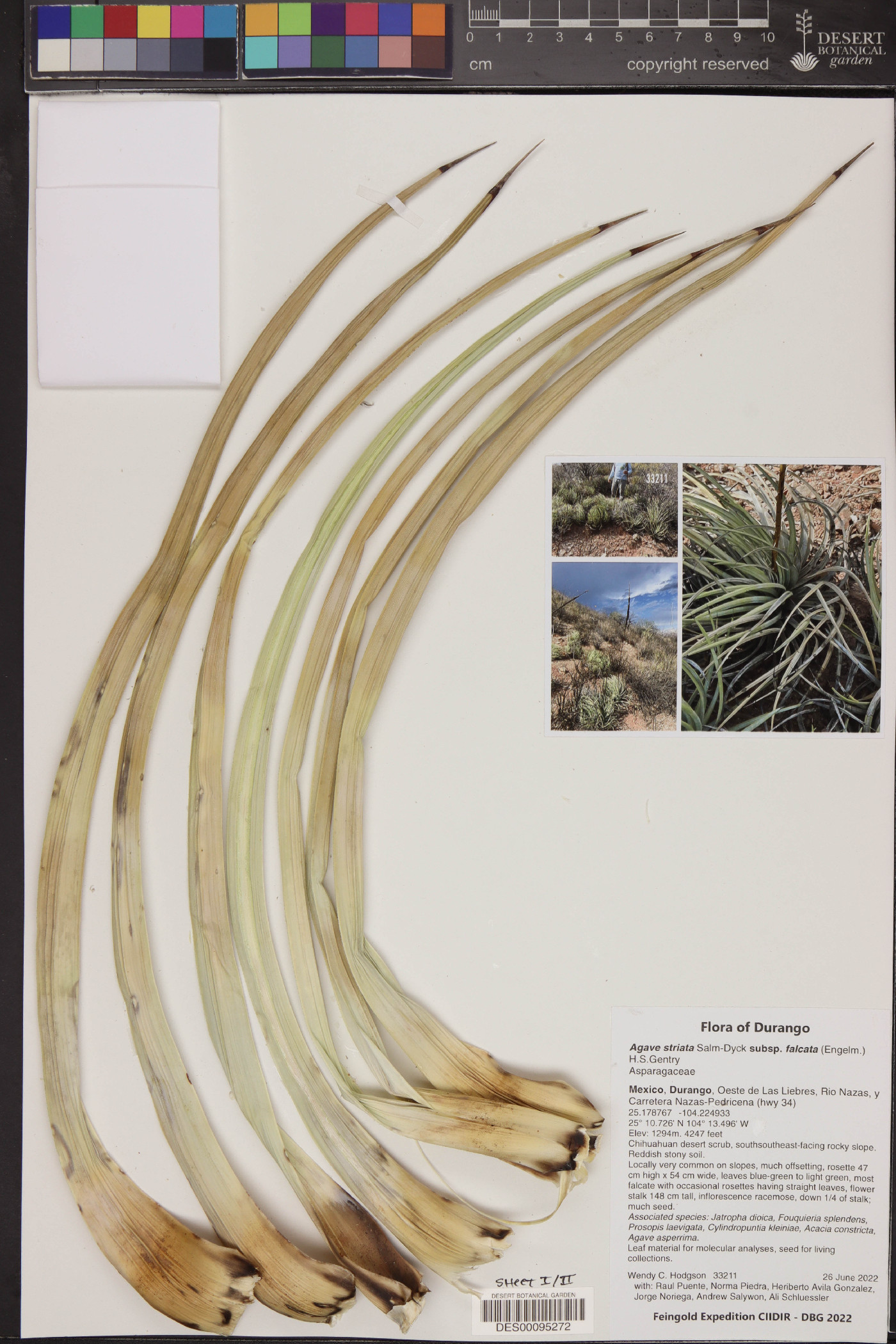 Agave striata subsp. falcata image