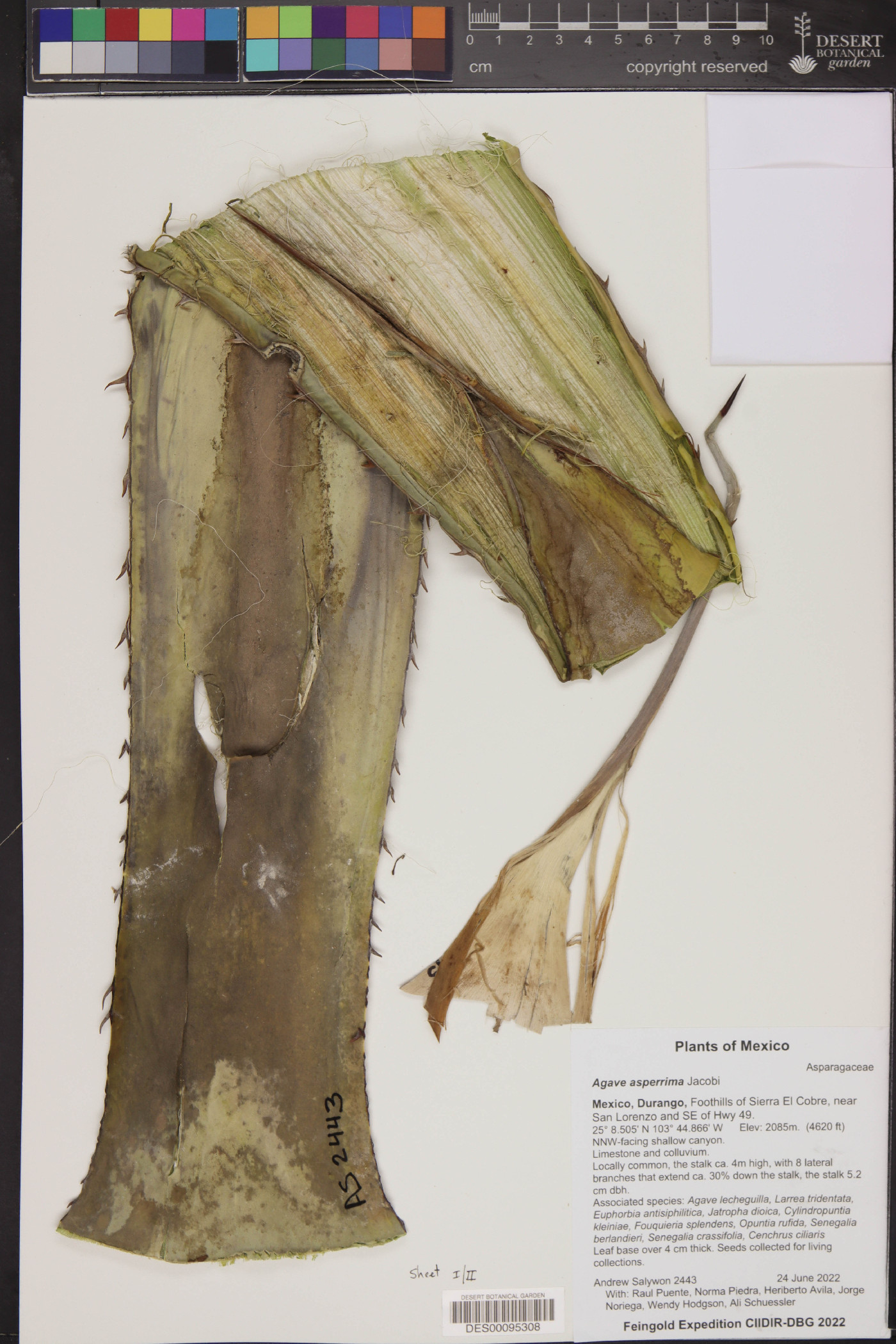 Agave asperrima image