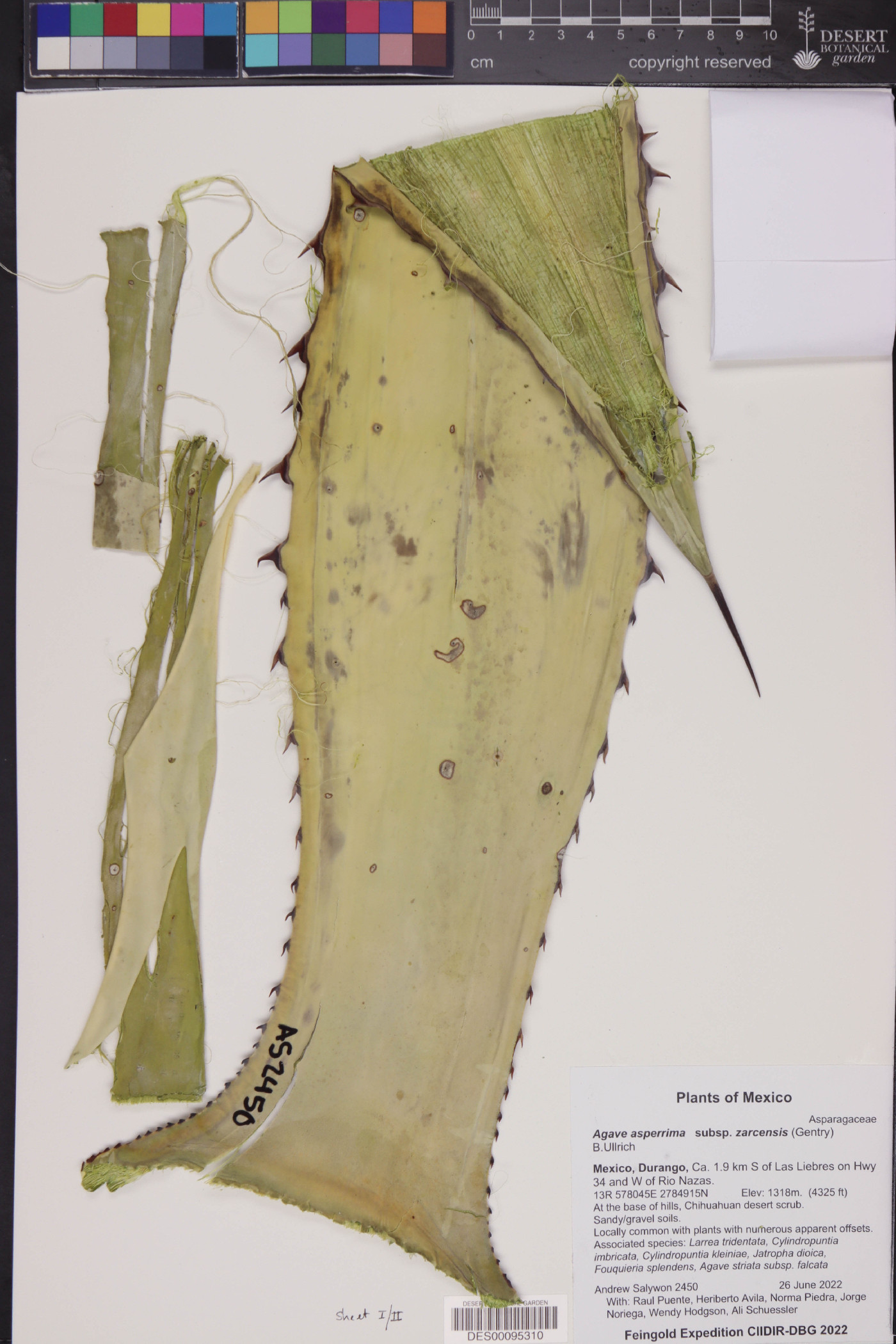 Agave asperrima subsp. zarcensis image