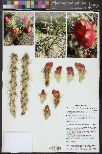 Cylindropuntia acanthocarpa image