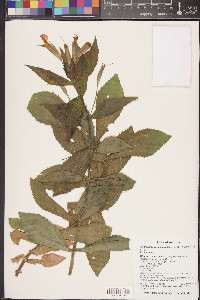 Erythranthe verbenacea image