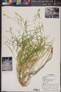 Lorandersonia salicina image