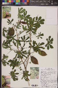 Amoreuxia palmatifida image