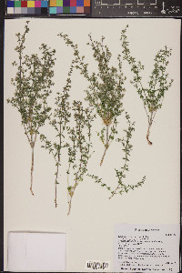 Galium stellatum image