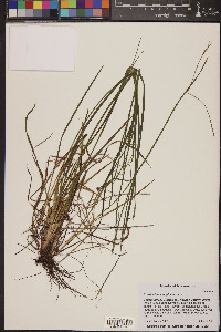 Sisyrinchium langloisii image