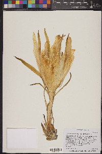 Hylocereus undatus image