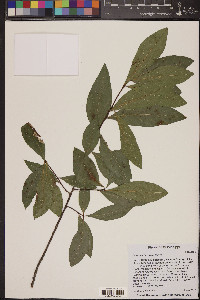 Quercus laurifolia image