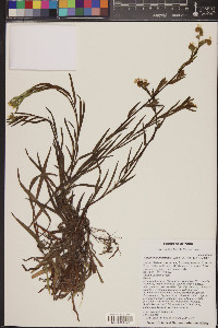 Amsinckia menziesii image