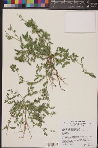 Tribulus terrestris image