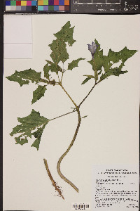 Datura stramonium image