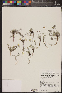 Physaria kingii image