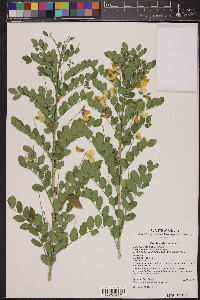 Colutea arborescens image