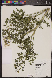 Conium maculatum image