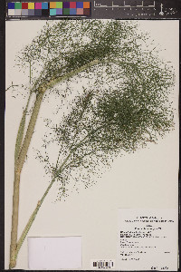 Foeniculum vulgare image