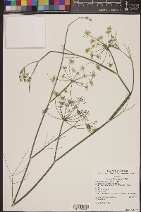 Foeniculum vulgare image