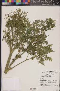 Conium maculatum image