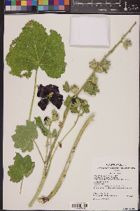 Alcea rosea image