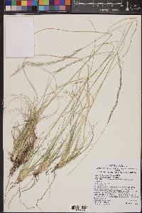 Muhlenbergia montana image