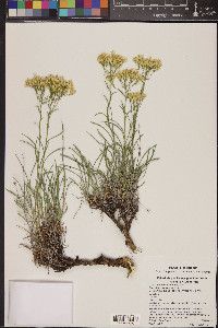 Petradoria pumila var. graminea image