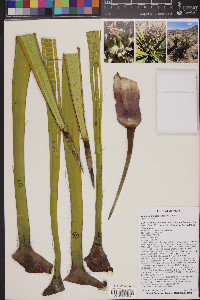 Yucca schidigera image