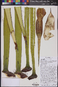 Yucca schidigera image