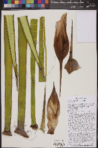 Yucca schidigera image