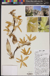 Yucca schidigera image