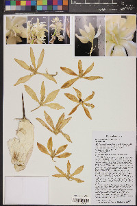 Yucca schidigera image