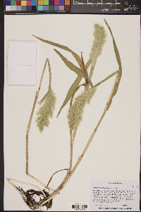 Polypogon monspeliensis image