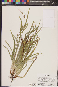 Carex gholsonii image