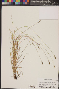 Carex retroflexa image