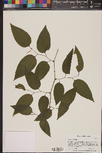 Smilax tamnoides image