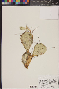 Opuntia lata image