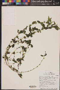 Parietaria pensylvanica image