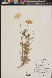 Eschscholzia californica image