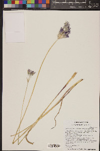 Dichelostemma capitatum image