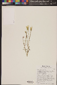 Calycoseris parryi image