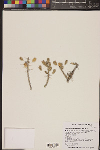 Cylindropuntia leptocaulis image