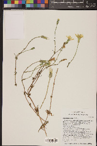 Calycoseris parryi image