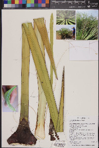 Yucca baccata image