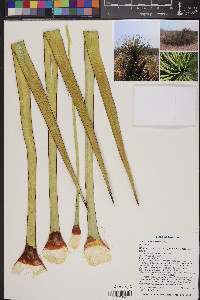 Yucca baccata image