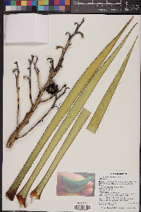 Yucca baccata image