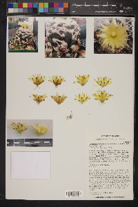 Image of Copiapoa grandiflora